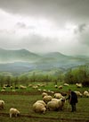 “The Shepherd” by Floriana Barbu